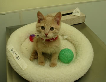 a kitten is sitting on a exam table in a veterinary emergency center