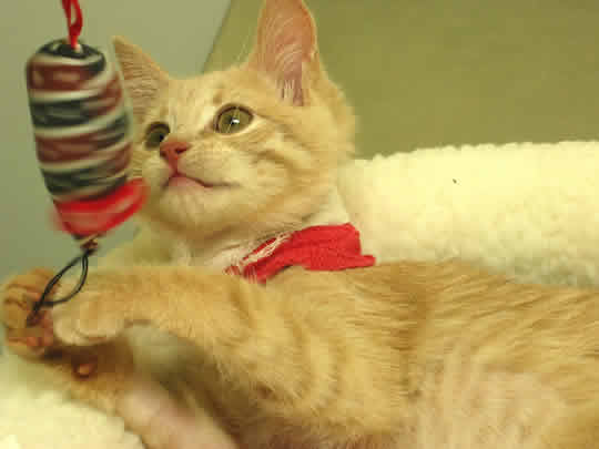 A little kitten is batting a toy.