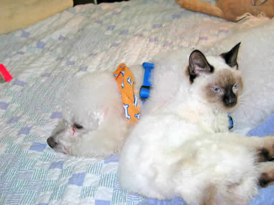 A white kitten with a black nose suggles up against a dog who is almost asleep.