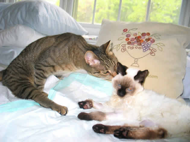 An adult cat whose back legs are paralyzed is stretching over to put his nose against a kitten.