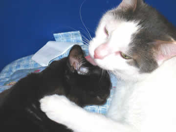 Lincoln & Danny are snuggled together - 2 cats who love each other