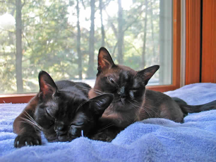 Rachel, the cat on the right, is lying next to her brother Danny.