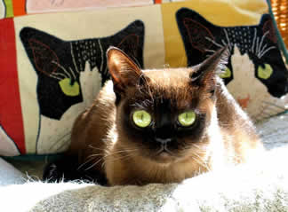 a small cat with large green eyes is looking right at you.