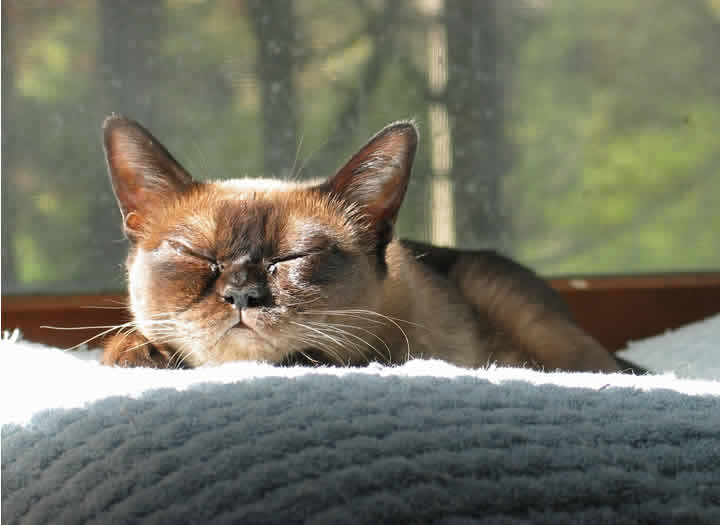 A little cat is asleep in the sunlight.