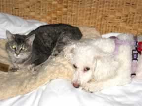 a gray cat is lying down next to a white dog