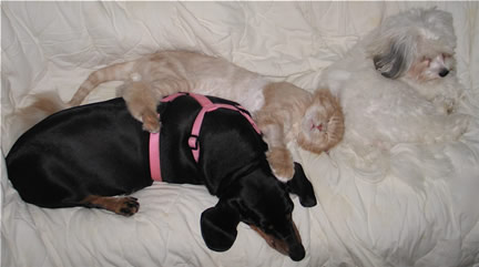 a cat is sleeping on the back of a dog, with his hear resting on another dog