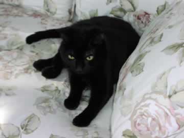 a black cat is relaxing on a couch