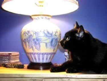 a black cat is lying in the warm light of a blue table lamp