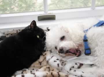 a black cat is lying head-to-head with a white dog