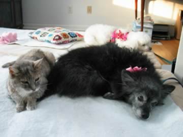 A brown & black blind cat is sitting snuggled up against a blind and partially deaf black dog