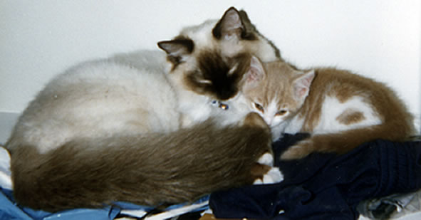 two cats cuddle together