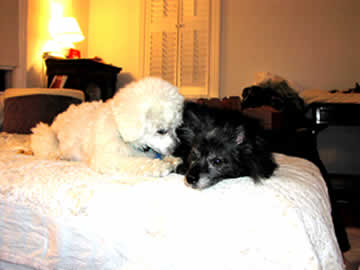 A blind & deaf white dog appears to be whispering into the ear of a blind & partially deaf black dog