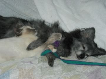 a little blind & deat cat has intertwined herself with a black dog as they sleep