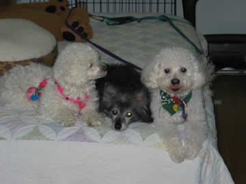 A black dog lies between 2 white dogs on a bed