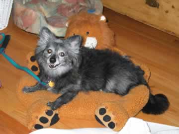 A black dog sits in the lap of a cloth lion