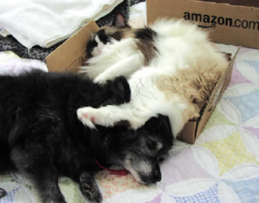 A balck dog & white cat are tangled up as they sleep