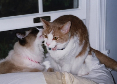 a brown and white cat licks an orange and white cat