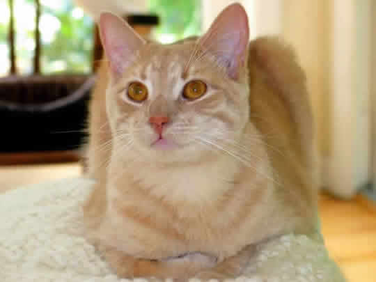 Frankie, a tan cat, is lying down and smiling at you.