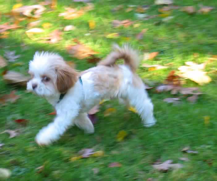 A white & brown puppy is running across a yard
