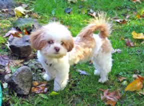 A little brown & white puppy is standing outside.