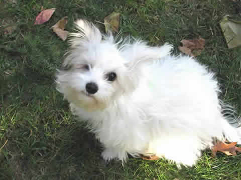 A white puppy with one eye is sitting on the grass looking up at you