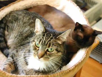 Two cats are snuggled together
