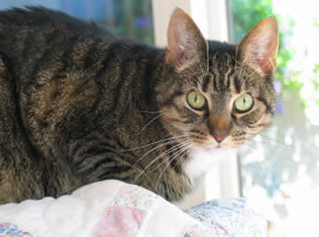 A blind cat, eyes open, is looking at you