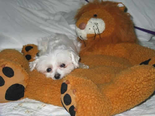 Milagro, a tiny dog, is lying across a stuffed toy lion that is several times bigger than he is.