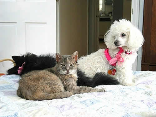 Sarah, a cat, cuddles up to 2 dogs, Annie and Emma.