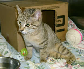 A little cat is sitting in front of a cardboard box, which is his home.