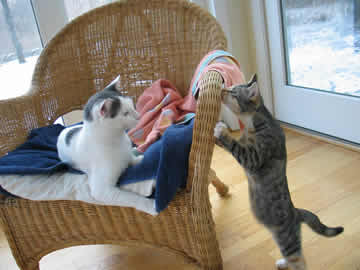 A little blind kitty is standing on her hind legs, stretching up to meet Lincoln, a cat sitting in a chair.