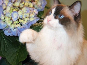 a white and brown cat looks up toward some blue flowers