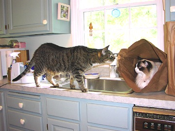 a white cat is inside a paper bag as another cat, blind, walks toward her