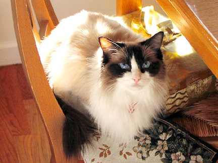 A white and brown cat sits in a chair looking at you
