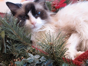 a white and brown cat is lying in the center of a wreath