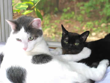 Lincoln the cat is hugging his friend Danny the cat
