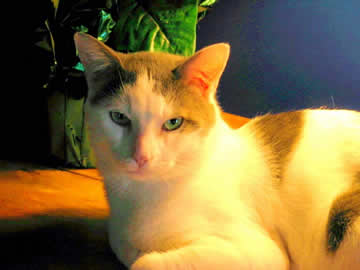 Lincoln the cat is looking at you