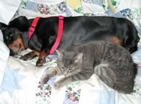 a gray cat is snuggled up to a dachshund
