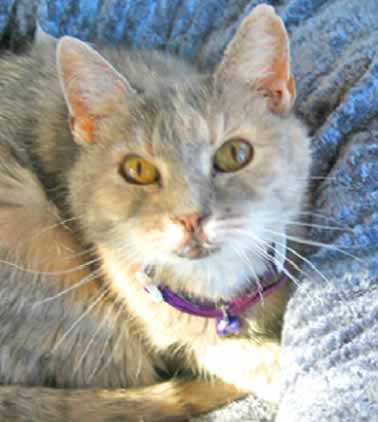a close-up of a beautiful cat's face