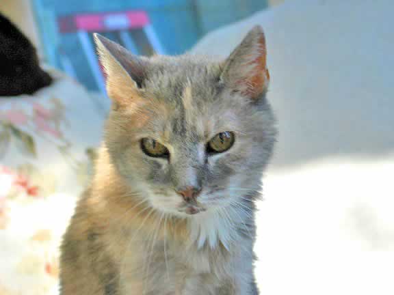 an elderly brownish gray cat is looking at you