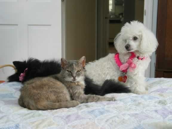 Sarah the cat is sitting with Emma, a black dog, and Annie, a white dog
