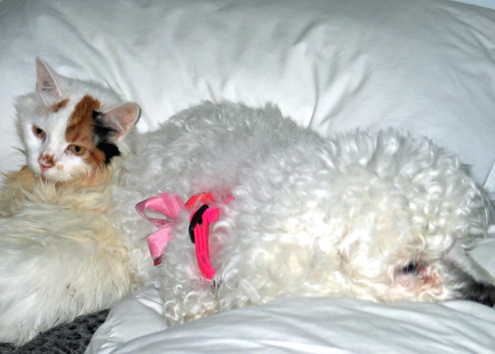 a small white cat is lying next to an elderly white dog