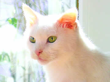 The sun is shining on a white cat
