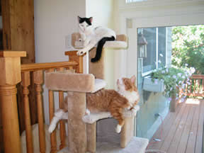 Wendy the cat is on top of a "cat tree," right above another cat, Calypso. 