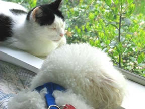 Wendy the cat is sitting in an open window next to Dharma the dog.