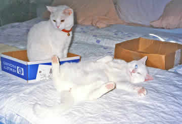 Two white cats, one rolling on her back, the other looking on, enjoy being on a bed