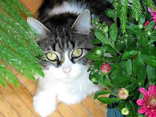 Abby the cat is looking up at you through some plants.