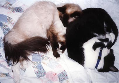 Gracie is sleeping, curled into a ball, and Leon is sleeping with his head lying on Gracie's back.