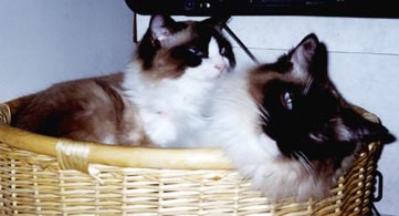 Leon & Lucy are snuggled together in a basket.