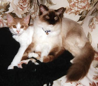 Leon is lying on top of Pumpkin, who has grown quite a bit.